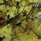 The ammonite and bugs trapped in the amber.